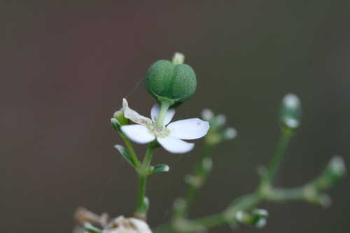 Euphorbia corollata #1
